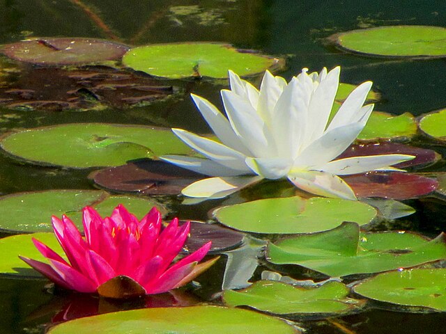 Pink and white Nymphaea water lily flowers, бел и розов лотос.